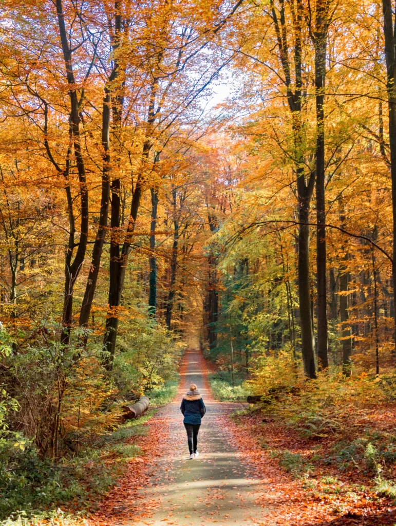Persoon die wandelt in een herfstkleurig bos.